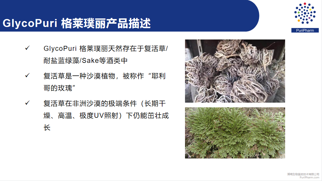 格莱璞丽