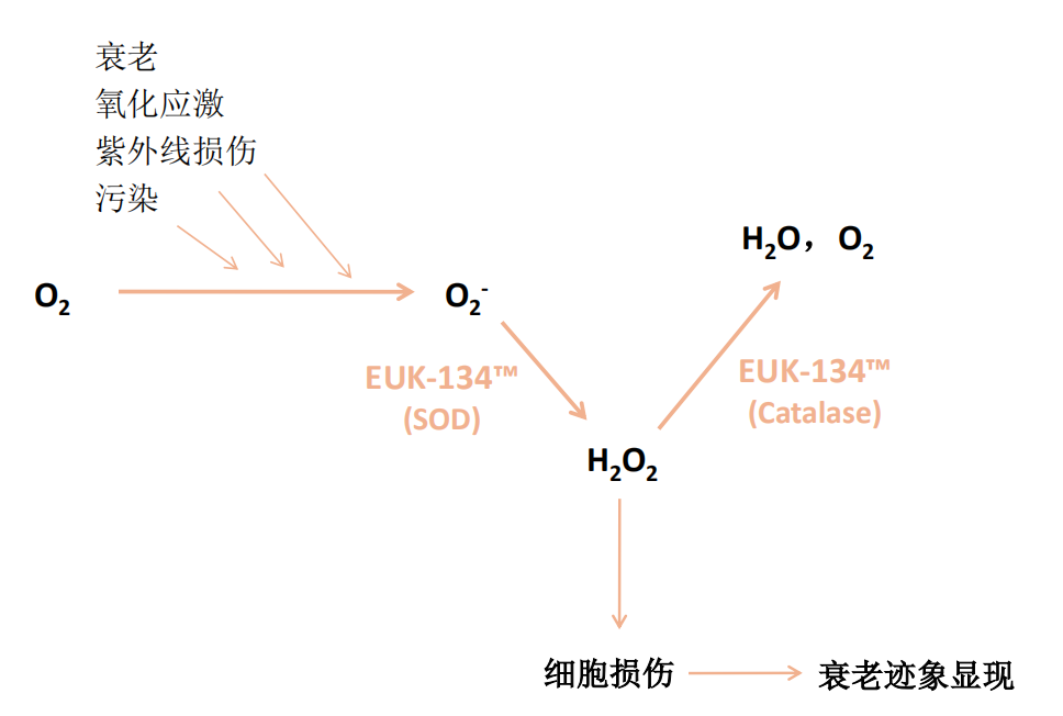 小分子SOD EUK-134