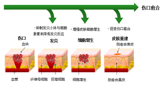 再生元