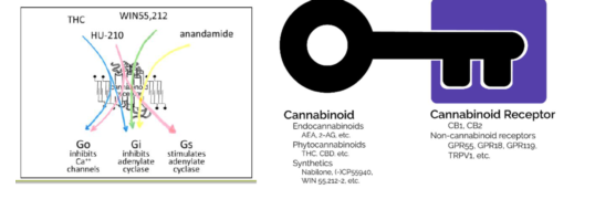 超级大麻素 X-CBD®