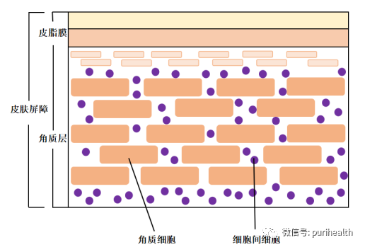 橙皮苷纳米脂质体