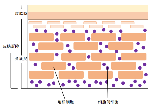 橙皮素纳米脂质体