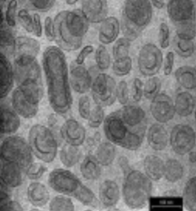 生物活性物纳米伴侣 来源资料图 2